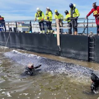 Por fin, la ballena varada en el Báltico es remolcada hacia al mar del Norte en una embarcación