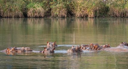 Magnate de la India ofrece a Colombia un hogar para los 80 hipopótamos que enfrentarían la eutanasia