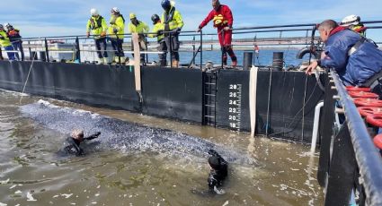Por fin, la ballena varada en el Báltico es remolcada hacia al mar del Norte en una embarcación