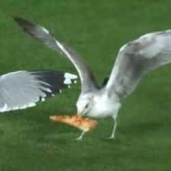 ¡Se roban el show! Parvada de gaviotas se pelea por un pedazo de pizza durante el Giants-Mets de la MLB