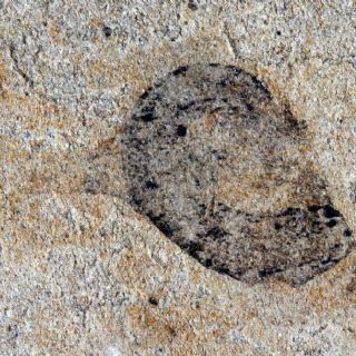 Más de 700 fósiles abren ventana a la época del ancestro común entre humanos y estrellas de mar