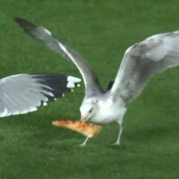 ¡Se roban el show! Parvada de gaviotas se pelea por un pedazo de pizza durante el Giants-Mets