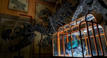 Cartera hecha con supuesto cuero de tiranosaurio desata polémica