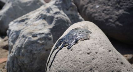 Derrame en el Golfo de México: recolectan casi 900 toneladas de hidrocarburo en playas en Semana Santa