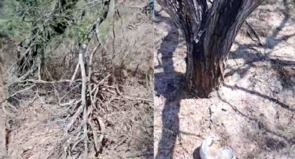 Colectivos de buscadoras hallan presunto cementerio clandestino en Reynosa; se desconoce el número de restos