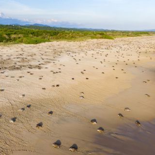 FGR investiga el saqueo de huevos de tortuga en playa de Oaxaca tras denuncia de la Conanp
