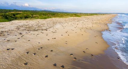 FGR investiga el saqueo de huevos de tortuga en playa de Oaxaca tras denuncia de la Comisión de Áreas Naturales Protegidas