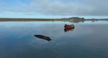 Mantienen el rescate de la ballena "Timmy": plantean usar un navío especial para sacarla del mar Báltico
