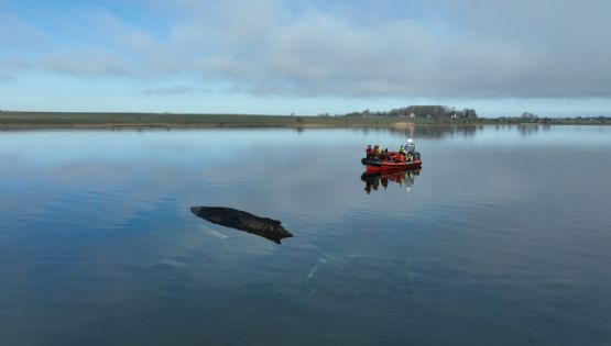 Mantienen el rescate de la ballena "Timmy": plantean usar un navío especial para sacarla del mar Báltico