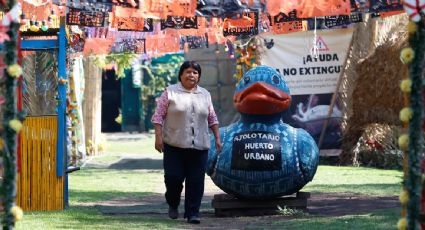 Activistas utilizan cabello humano para limpiar los canales de Xochimilco, hábitat del ajolote