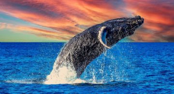 "Las ballenas van ganando": ONG celebra suspensión de tránsito de buques por el Golfo de California