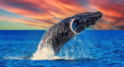 "Las ballenas van ganando": ONG celebra suspensión de tránsito de buques por el Golfo de California