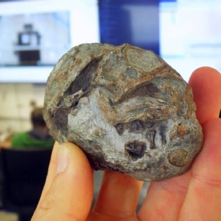 Descubren por primera vez un huevo de un antepasado de los actuales mamíferos