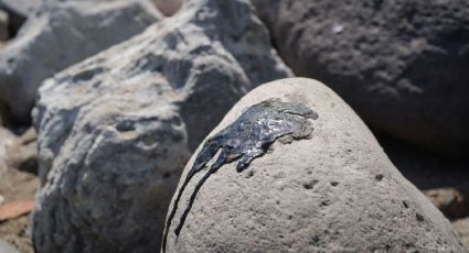 En derrame en el Golfo de México hubo omisión y los culpables deben ser sancionados: experto en hidrocarburos