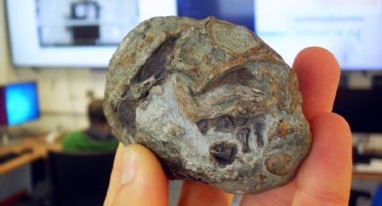 Descubren por primera vez un huevo de un antepasado de los actuales mamíferos