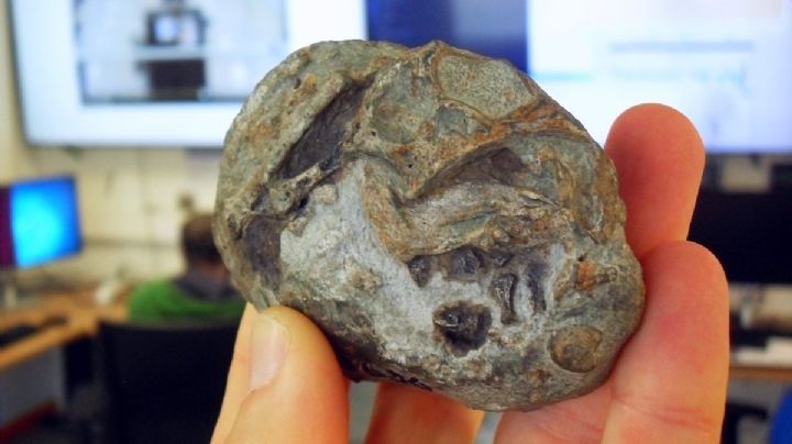 Descubren por primera vez un huevo de un antepasado de los actuales mamíferos