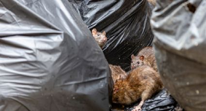 Claves sobre el hantavirus: cómo se transmite y por qué es una amenaza para la salud