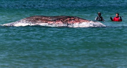 Muere la ballena jorobada que estuvo encallada durante casi dos meses en el Báltico