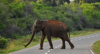Tragedia en la India: turista muere tras quedar atrapada en medio de la pelea de dos elefantes en un santuario