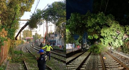 Cae árbol sobre las vías del Tren Ligero; suspenden servicio entre Xochimilco y el Estadio Azteca