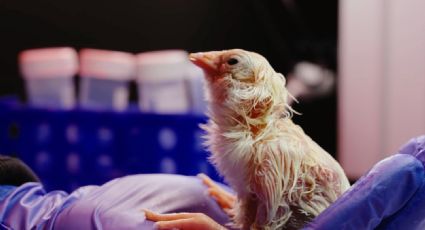 Revivir aves extintas: empresa crea huevos artificiales para recuperar especies, pero expertos piden más información