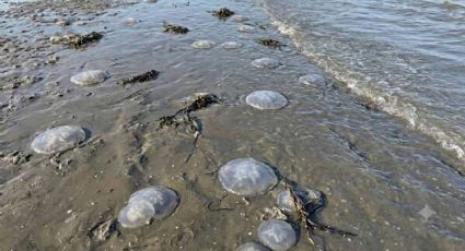 Se registra arribo masivo de medusas en playas de Oaxaca; estaría relacionado con las altas temperaturas, señalan expertos