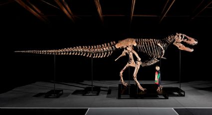 "Gus", uno de los esqueletos de tiranosaurio más grandes encontrados, podría subastarse por hasta 30 mdd