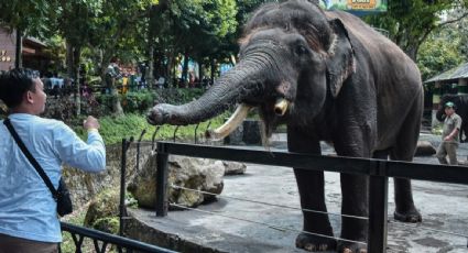Zoológicos de EU reportan cierres y evacuaciones ante llamadas falsas por amenazas de bomba o tiroteos