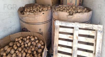 Decomisan una tonelada de metanfetamina oculta entre jícamas en camión rumbo a Tijuana; detienen a un sujeto