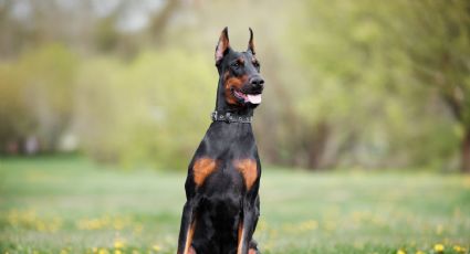 Detectan el primer caso de gusano barrenador en la CDMX: se trata de un perro dóberman