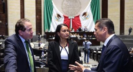 Reavivan propuesta del PVEM para endurecer castigos a delitos ambientales tras el rescate de pericos protegidos