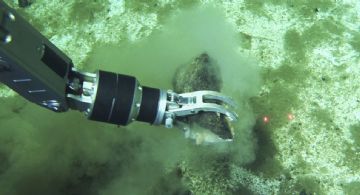 Hallan el cementerio de ballenas más profundo y extenso con fósiles de hasta 5.3 millones de años