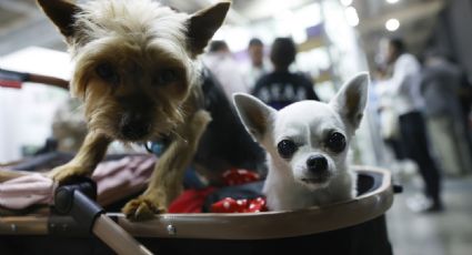 El número de mascotas y la industria para atenderlas crecen en la crisis de natalidad de Chile