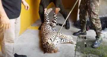 Rescatan a jaguar adulto y enfermo que encontró refugio en una universidad de la Amazonia colombiana