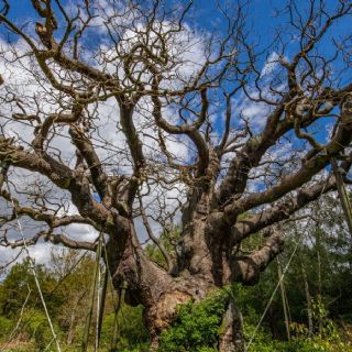 El árbol Major Oak, que se dice dio cobijo a Robin Hood, podría haber muerto por "demasiado amor"