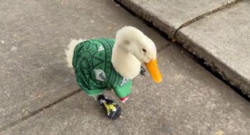 De vender agua a fenómeno viral: la historia del "pato Merlín" en el Mundial 2026