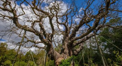 El árbol Major Oak, que según la leyenda dio cobijo a Robin Hood, podría haber muerto por "demasiado amor"