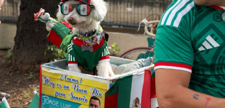La mascota no oficial del Mundial: "Osito" el perro rescatado que roba corazones en CDMX