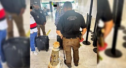 Binomio canino detecta más de 50 kilogramos de cocaína en el Aeropuerto Internacional de Tijuana