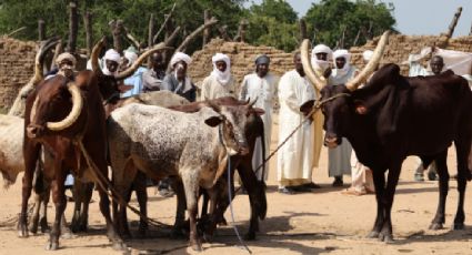 Enfrentamientos entre pastores y campesinos dejan al menos 32 muertos en Chad, entre ellos cuatro niños